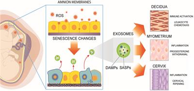 Programmed Fetal Membrane Senescence and Exosome-Mediated Signaling: A Mechanism Associated With Timing of Human Parturition